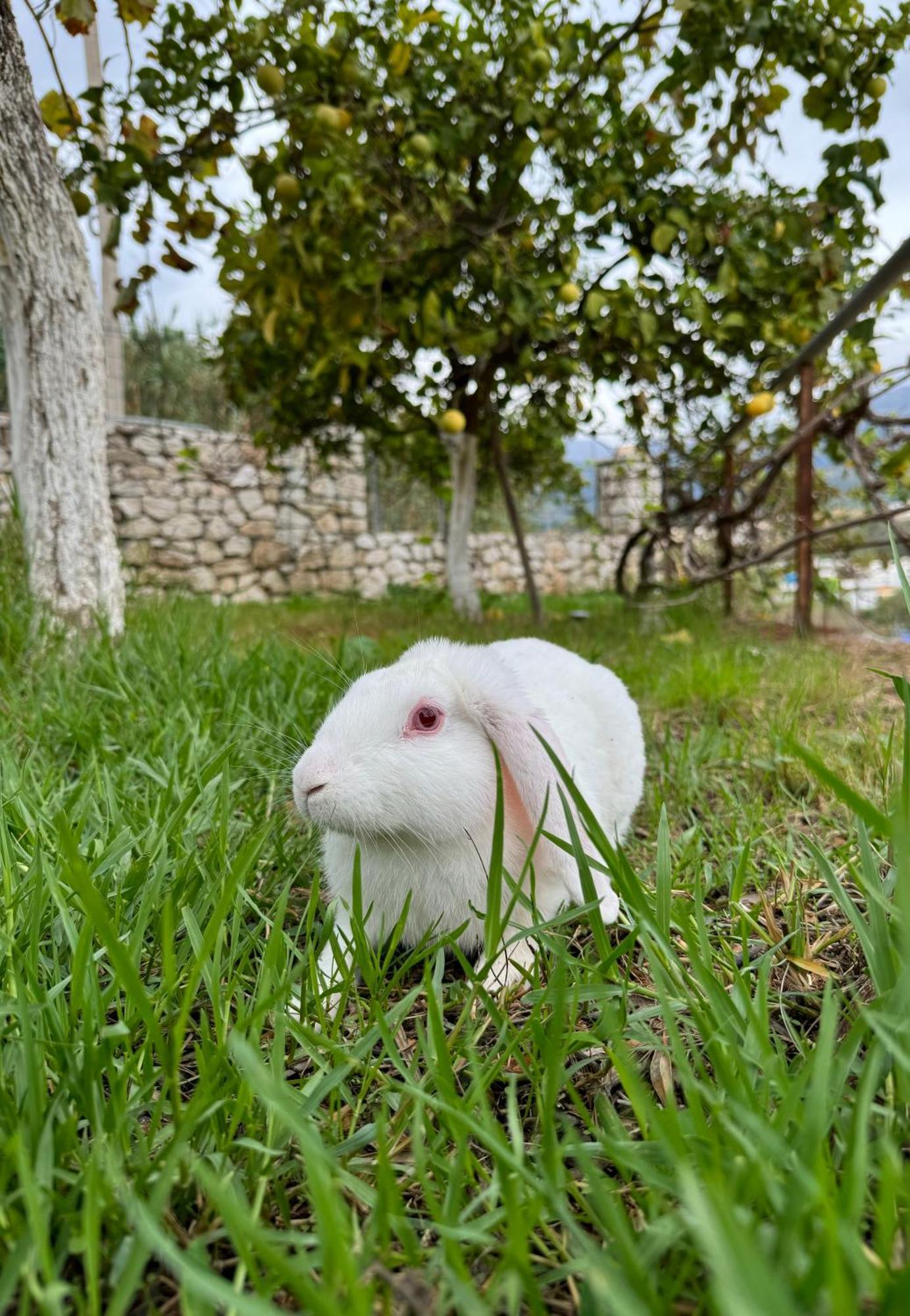 Villa Bodini 히마레 외부 사진